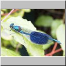 Calopteryx splendens - Gebaenderte Prachtlibelle m01.jpg